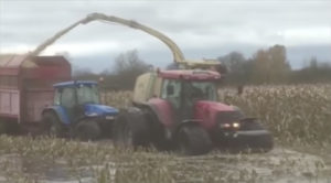 ÖLAND! Majsskörd i klarvatten! Vilka hjältar!